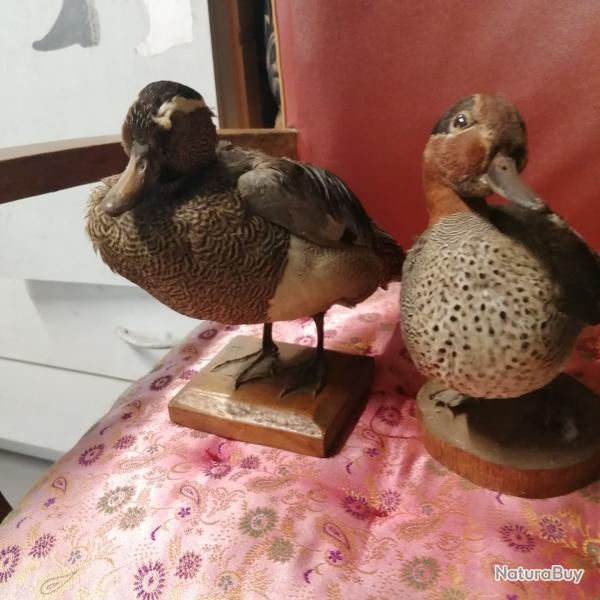 lot taxidermie