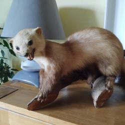 Martre empaillée années 70