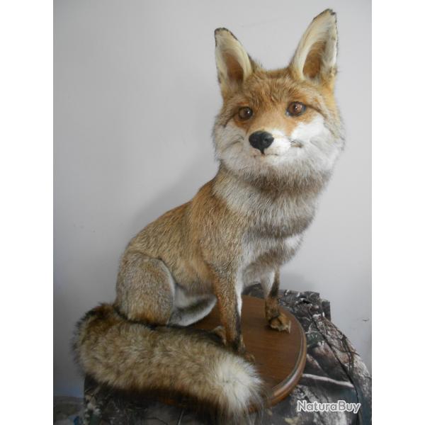 renard charbonnier