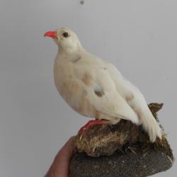 perdrix albinos