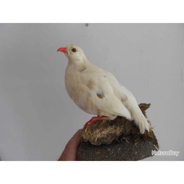 perdrix albinos