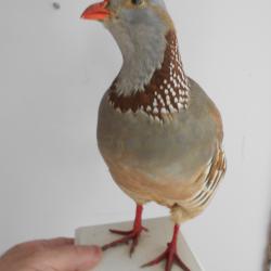 perdrix Gambra