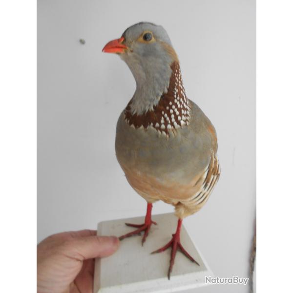perdrix Gambra