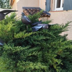 Lot de 5 formes pigeon