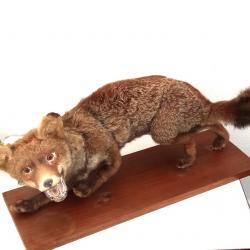 renard empaille