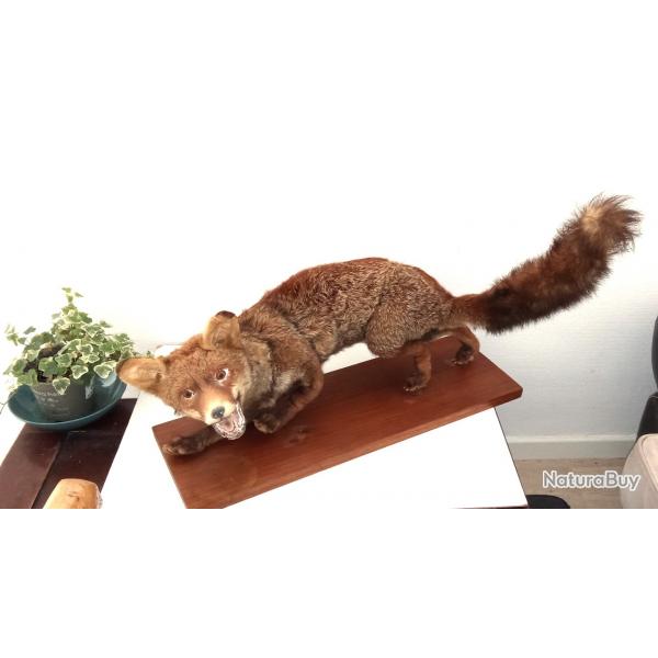 renard empaille