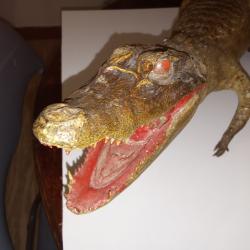 Alligator empaillé