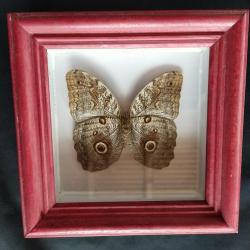 Lot papillons, scorpion naturalisé et encadré