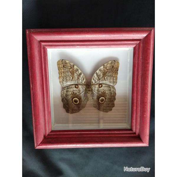 Lot papillons, scorpion naturalis et encadr