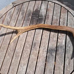 Bois de cerf élaphe ; Cervus elaphus #0209(3)