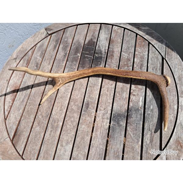 Bois de cerf laphe ; Cervus elaphus #0209(3)