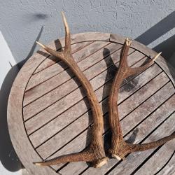 Paire de bois de cerf 6 cors ; Cervus elaphus #6