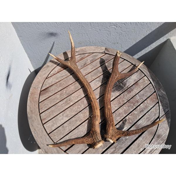 Paire de bois de cerf 6 cors ; Cervus elaphus #6