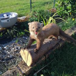 Fouine empaillée années 70