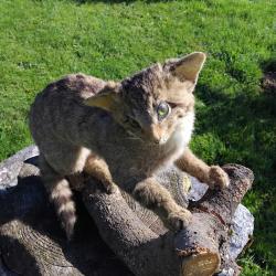 Chat forestier (sauvage) naturalisé années 70