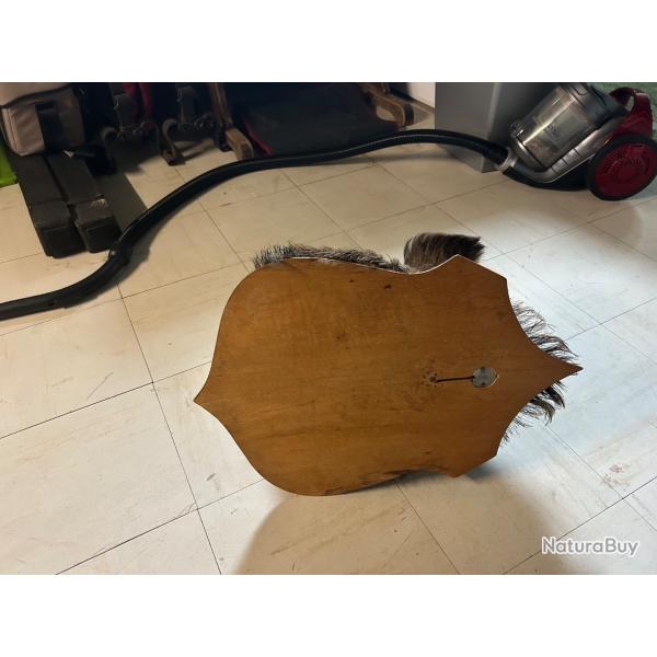 Tte de sanglier naturalise