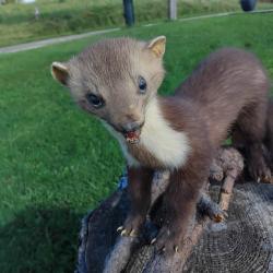 Fouine empaillée années 80