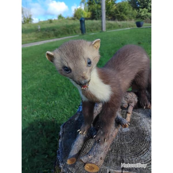 Fouine empaillée années 80
