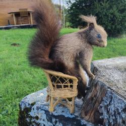 Écureuil empaillé années 70