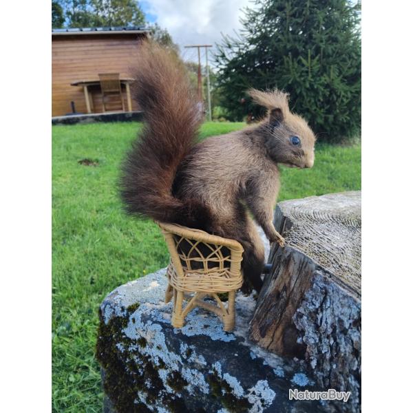 Écureuil empaillé années 70