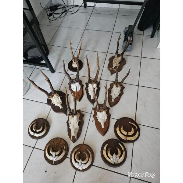 Troph chevreuils et sangliers