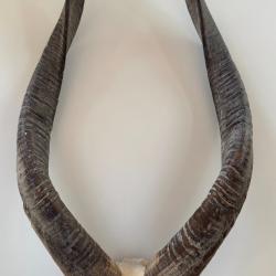 Trophee massacre antilope Sitatunga africain 64 cm