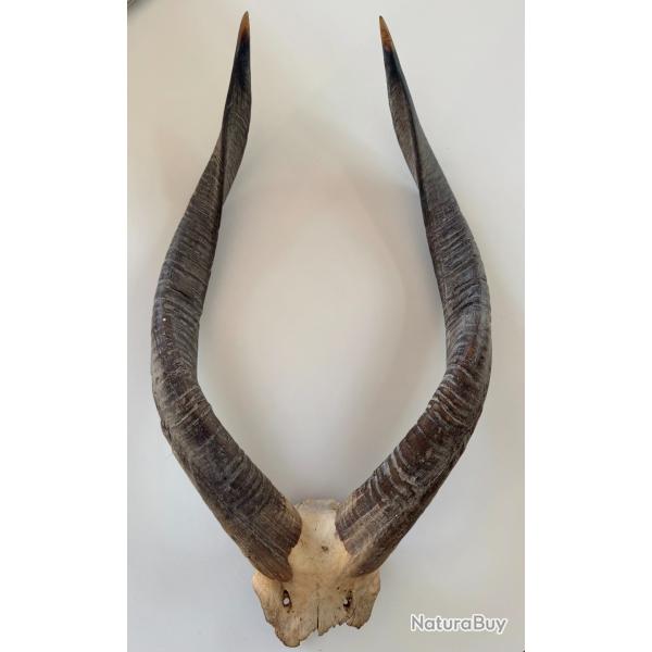 Trophee massacre antilope Sitatunga africain 64 cm