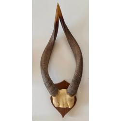 Trophée massacre africain antilope Sitatunga 50cm