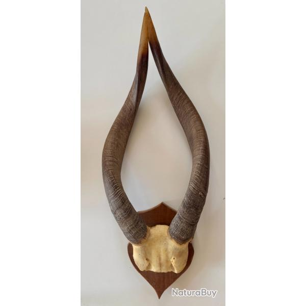 Trophe massacre africain antilope Sitatunga 50cm