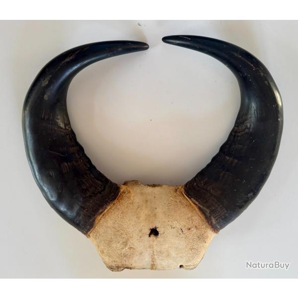 Trophe massacre Buffle africain 40 cm