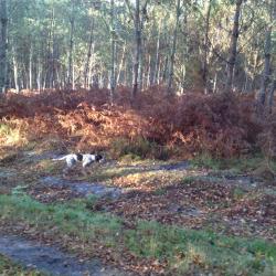 JOURNEES CHASSE PETIT GIBIER DANS LES LANDES