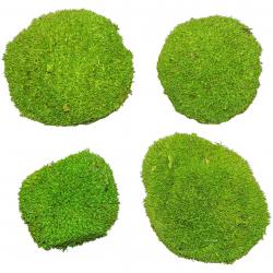Mousse naturelle stabilisée forme arrondie - Vert clair - Lot de 4