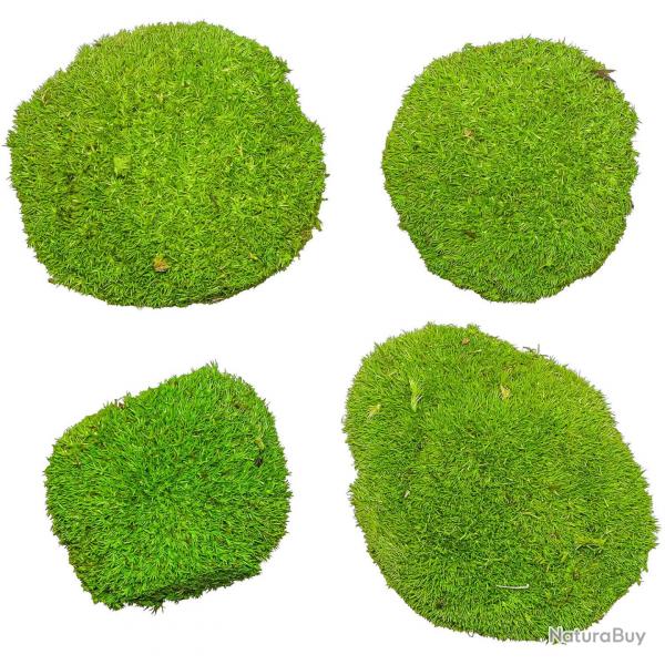 Mousse naturelle stabilise forme arrondie - Vert clair - Lot de 4