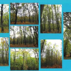 16,7220 ha - FORÊT OUEST DE GINESTET - ( 24 ) DORDOGNE