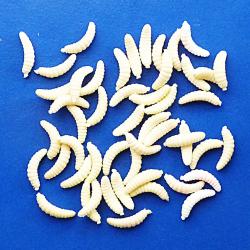 50 LARVES ASTICOTS - plastique   - lbb