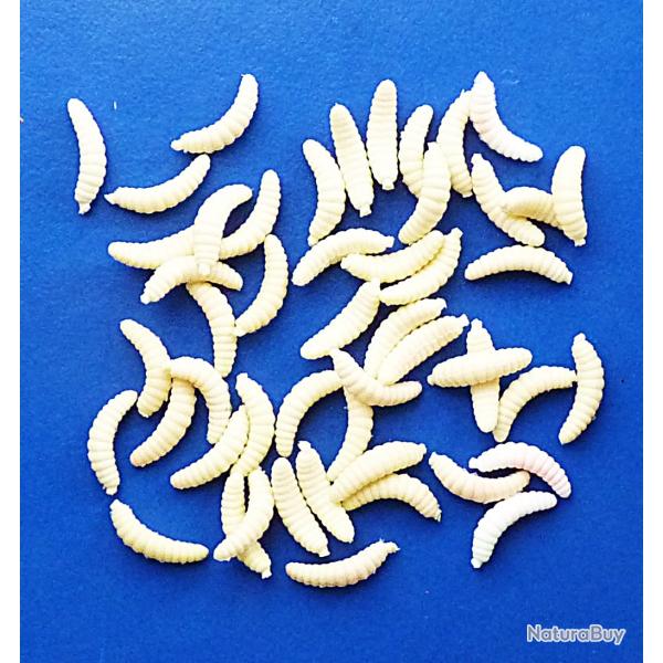 50 LARVES ASTICOTS - plastique   - lbb