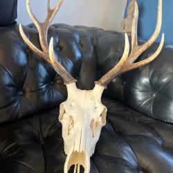 Crâne de Cerf