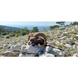 La chasse du mouflon en Croatie avec l'association un monde de chasse