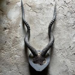 Troph&eacute;e d'Addax rare