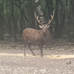 Chasse grand gibier sur propriété close.
