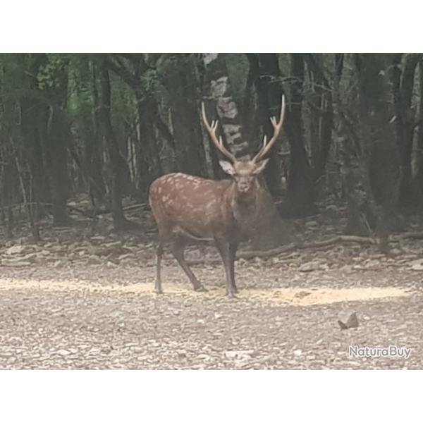Chasse grand gibier sur proprit close.