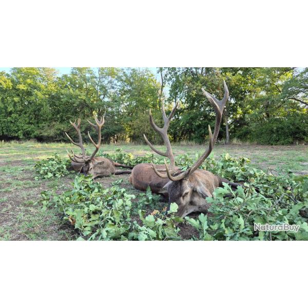 La chasse du cerf en Hongrie
