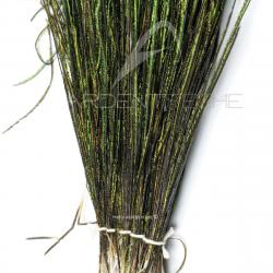 Paon herls de queue naturel