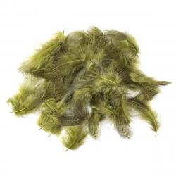 perdrix plumes de collerette claire teinté olive dun