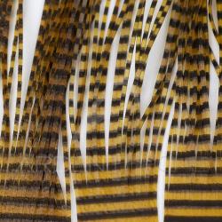 Micro pattes grizzly Rootbeer