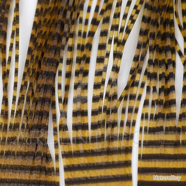 Micro pattes grizzly Rootbeer