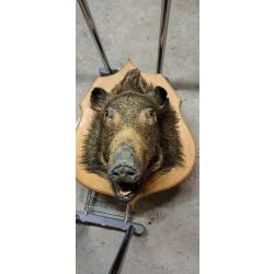Tête de sanglier sur socle en bois