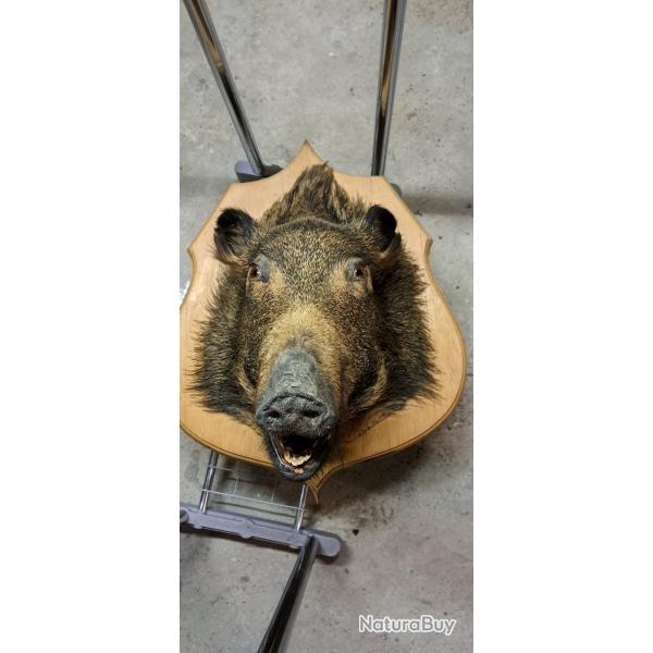 Tte de sanglier sur socle en bois