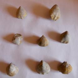 fossilles de coquillage poids total 50 grammes pour debut collection