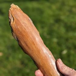 Mammouth, 23cm. Défense fossile.